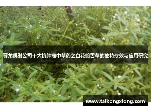 尊龙凯时公司十大抗肿瘤中草药之白花蛇舌草的独特疗效与应用研究 尊龙凯时公司十大抗肿瘤中草药之白花蛇舌草的独特疗效与应用研究
